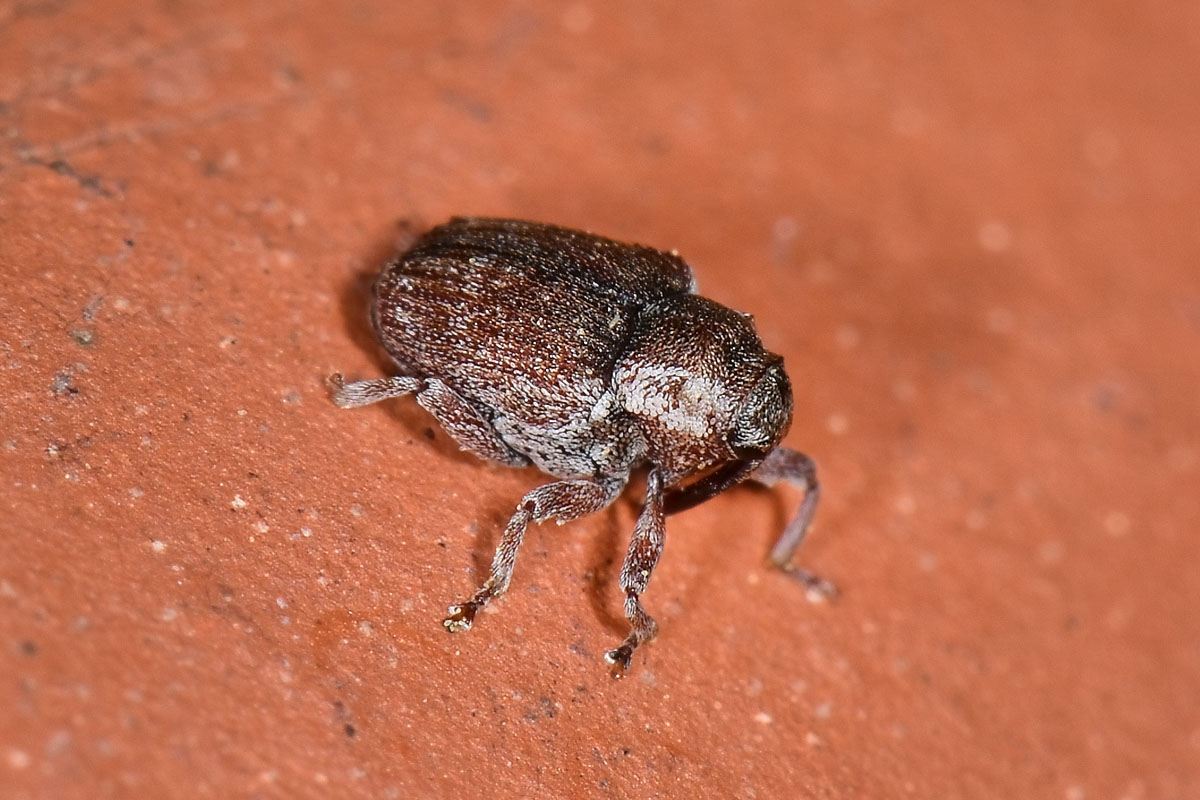 Curculionidae: Coeliodes sp.?  No, Pseudocoeliodes rubricus